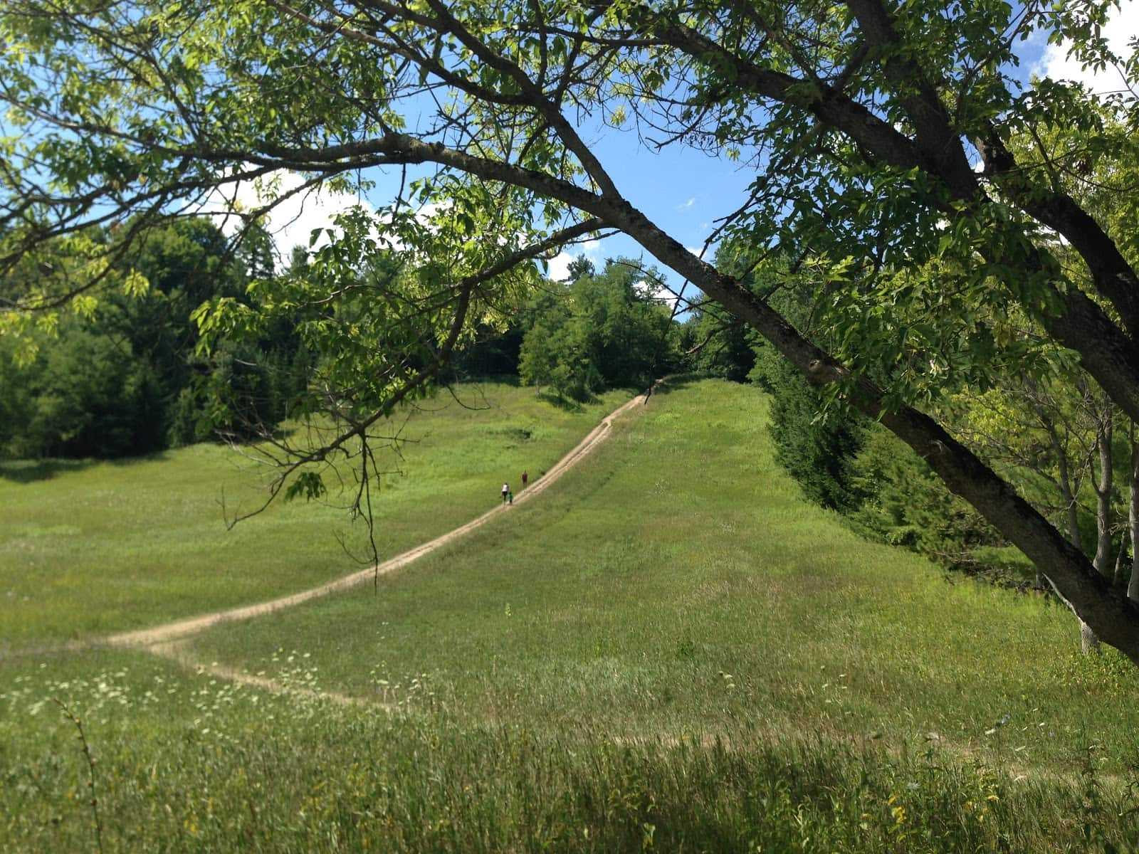Sunlit Rouge Park meadow in Toronto with a winding dirt trail, distant walkers, green grass, trees, and leafy branches framing a summer sky.