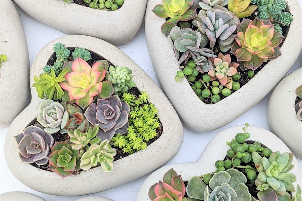 Assorted colorful succulents planted in cream heart-shaped pots, ideal for a Mother's Day succulent workshop or garden gift.