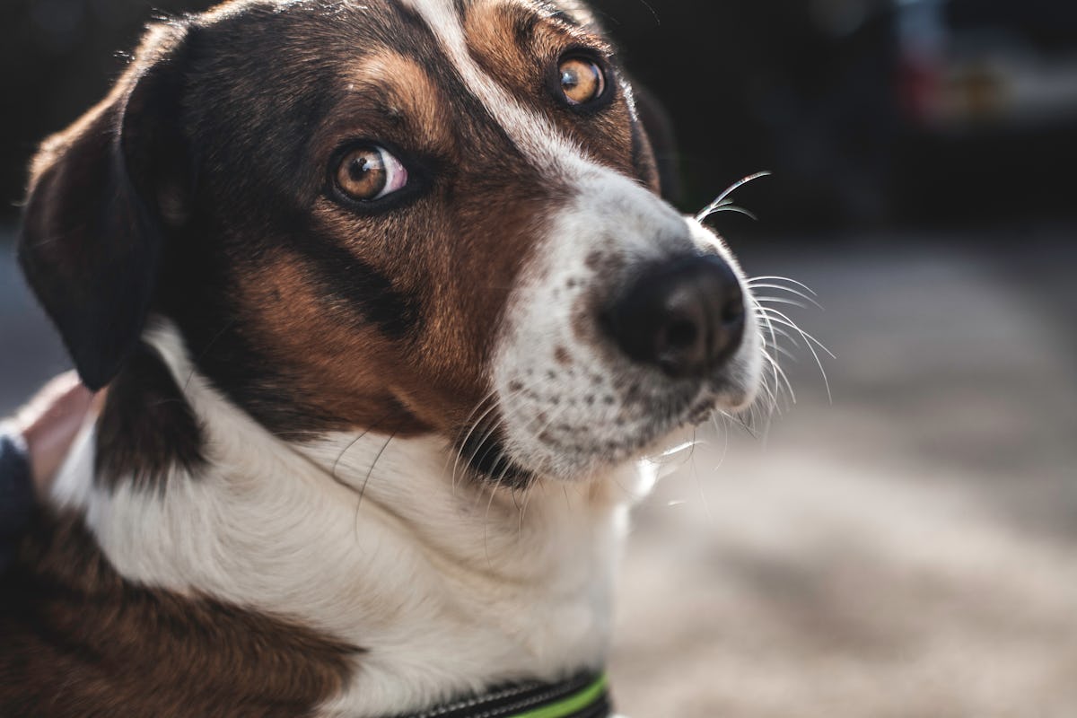 Close-up portrait of a brown, black, and white dog with soulful eyes looking at the camera in soft natural light.