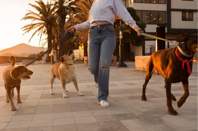 Person walking three leashed dogs on a paved walkway at sunset